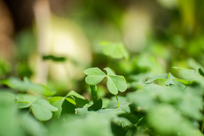 Close-up of green leaves