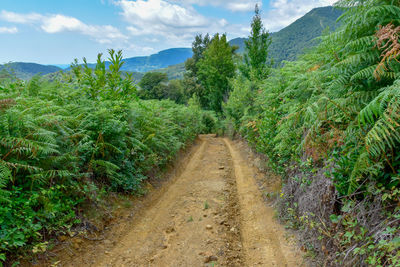 Dirt road amidst plants and trees against sky