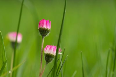 Close-up of pink flower blooming on field