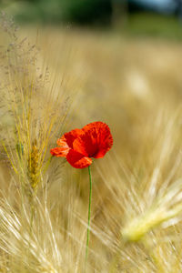Close-up of red poppy flower on field