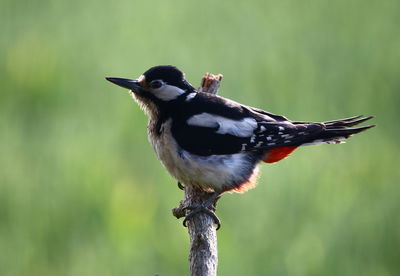 Close-up of bird perching outdoors