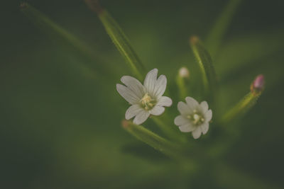 Close-up of white flowers