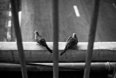 High angle view of birds perching against road