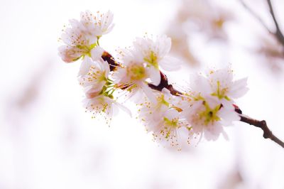 Low angle view of cherry blossoms against sky