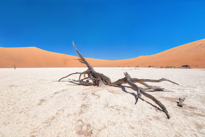 Dead vlei in naukluft national park, namibia, taken in january 2018