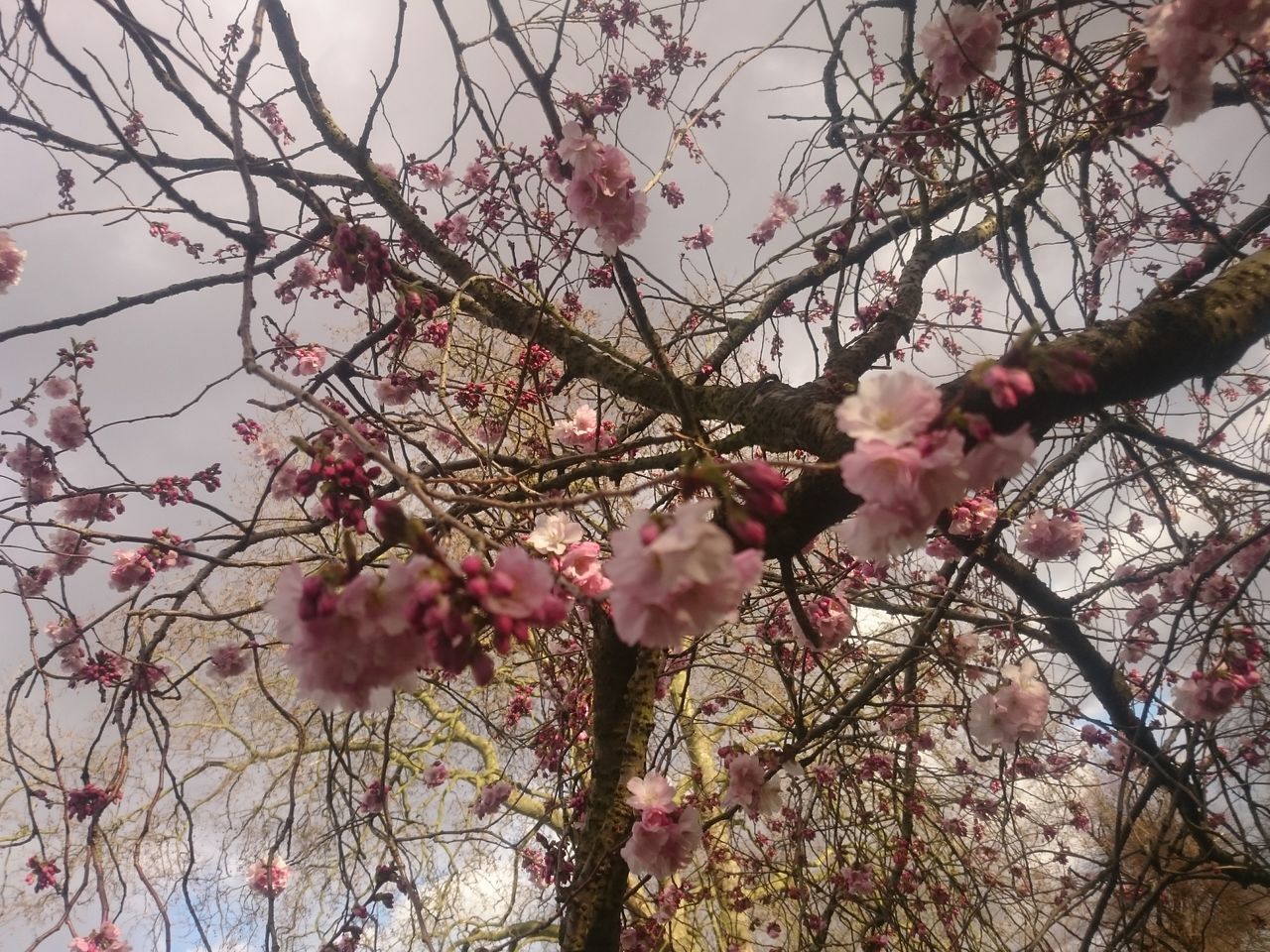 CLOSE-UP OF CHERRY BLOSSOMS AGAINST SKY