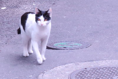 Cat on floor