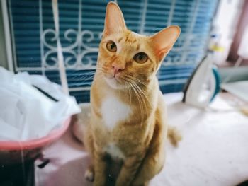 Close-up portrait of ginger cat