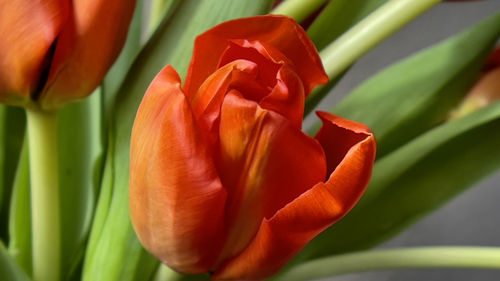 Close-up of orange tulip