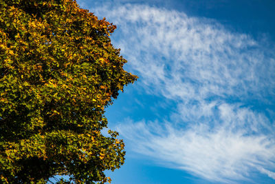 Low angle view of tree against sky