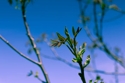 Close-up of plant against blue sky