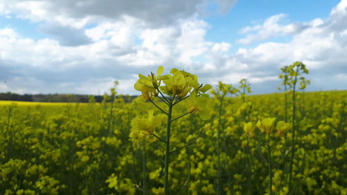 Scenic view of oilseed rape field against sky