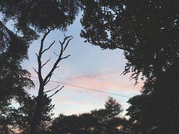 Low angle view of silhouette trees in forest against sky