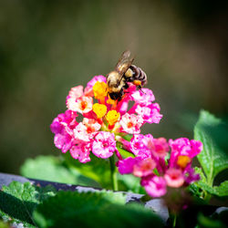 Close-up of bee pollinating on pink flower