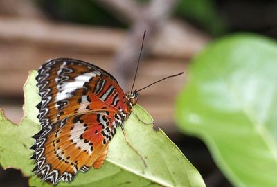Close-up of butterfly pollinating flower