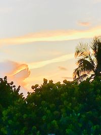 Silhouette plants against sky during sunset