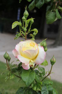 Close-up of rose plant