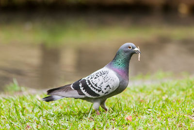 Close-up of bird on grassy field