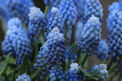 Close-up of purple flowering plant