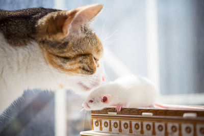 Domestic cat meeting white rat 