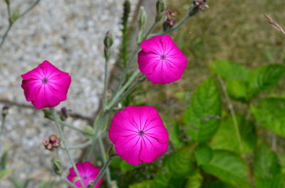 Close-up of pink flower