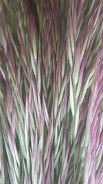 Full frame shot of plant