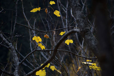 Close-up of yellow flowering plant