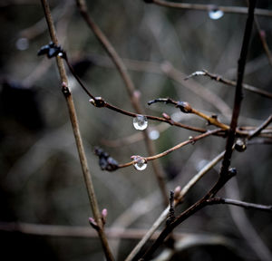 Close-up of water drops on twig