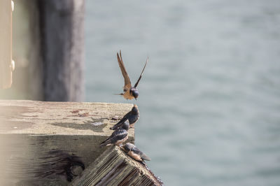 Close-up of bird on wooden post