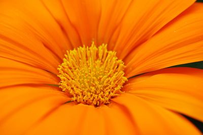 Extreme close-up of yellow flower