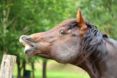 Close-up of a horse in ranch