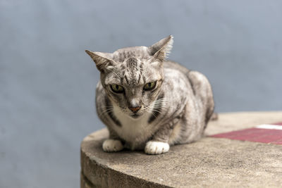 Portrait of cat looking away