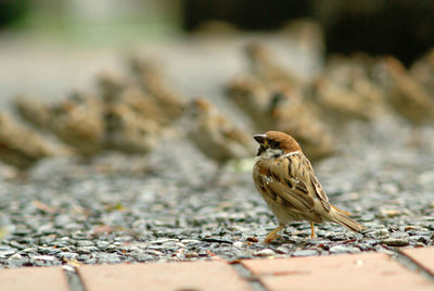 Close-up of bird perching outdoors