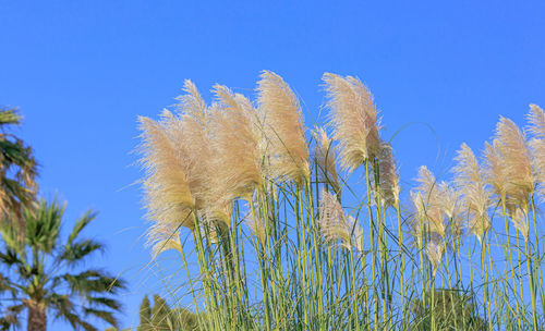 Low angle view of plants against clear blue sky