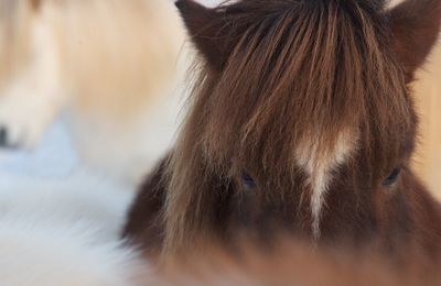 Close-up of horse