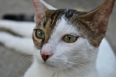 Close-up of cat resting on footpath