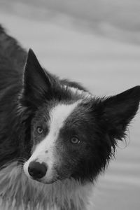 Close-up of dog against sky