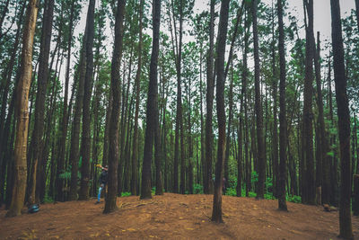 View of trees in forest