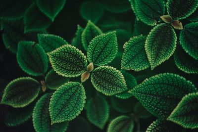 Full frame shot of green plant