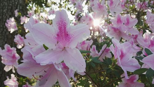 Close-up of pink flowers