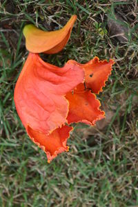 Close-up of orange flower blooming in field