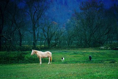 Horses on field against trees
