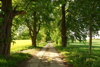 Footpath amidst trees