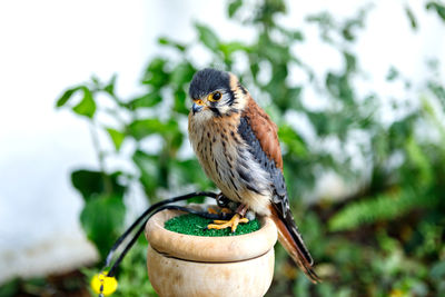 Close-up of bird perching on branch