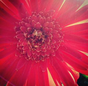 Full frame shot of red flower blooming outdoors