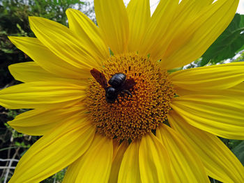 Close-up of bee on sunflower