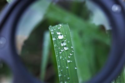 Close-up of wet grass