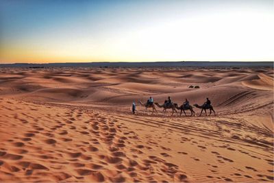 The caravan at sahara desert