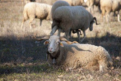 Sheep grazing on grassy field