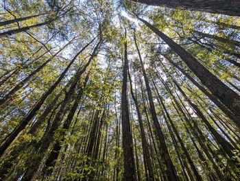 Low angle view of trees in forest